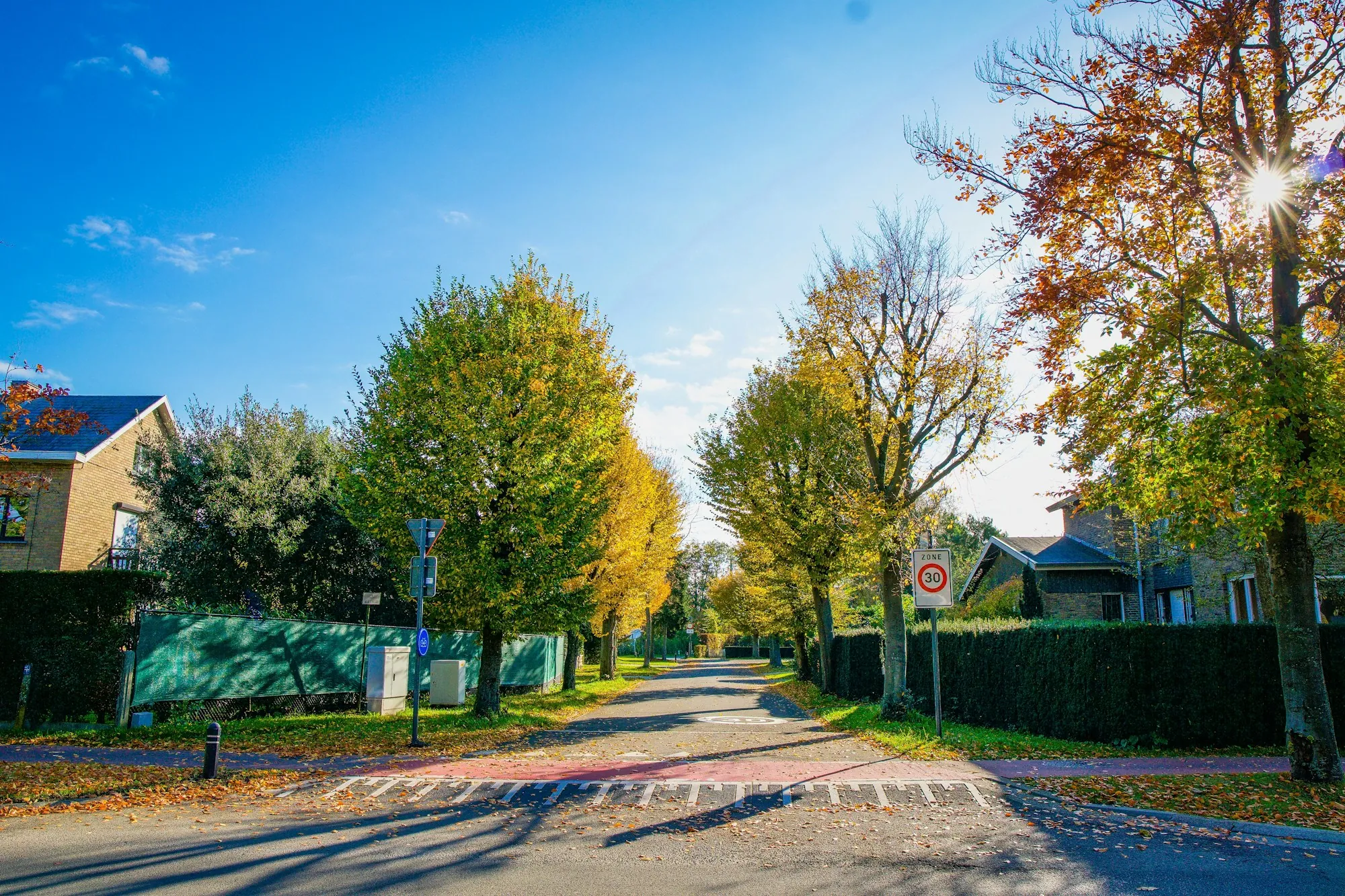 Tree-lined residential street in autumn